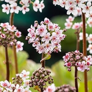 Moerings Darmera Peltata Schildblad in 9cm pot