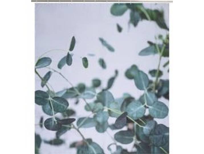 LIVARNO® Rideau de douche, 180 x 200 cm (feuilles)