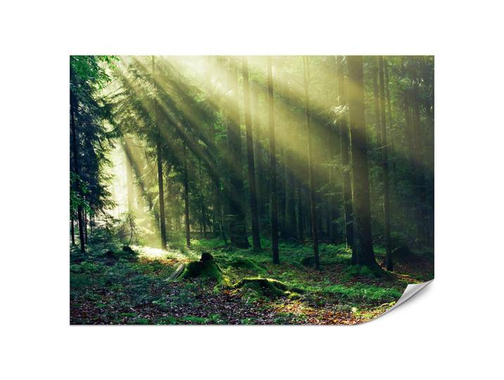 Muralo Fototapete für Schlafzimmer Sonnenaufgang Wald Bäume Moos 450x315, Grün, Gelb, Braun, Papier, Baum/Pflanze/Natur, Rechteckig, 450x315 cm, Tapeten & Wandverkleidungen, Fototapeten