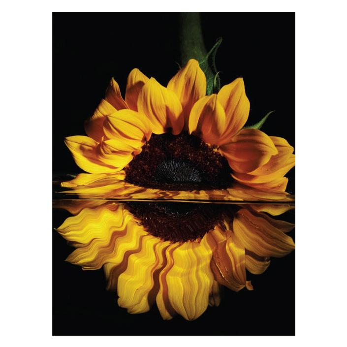 Pracht Diamond Painting 6037-40331 Sonnenblume 25 x 35 cm (6037-40331)