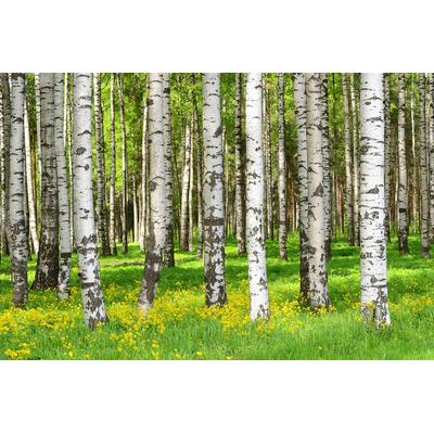 Fototapete PAPERMOON "Birkenwald", bunt, B:3m L:2,23m, Vlies, Tapeten