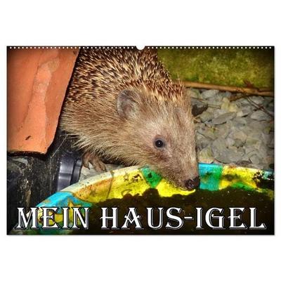 Mein Haus-Igel (Wandkalender 2027 DIN A2 quer), CALVENDO Monatskalender