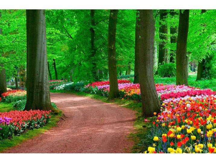 Fototapete PAPERMOON Tulips Spring Landscape , bunt, B:2,5m L:1,86m, Vlies, Tapeten, Fototapete