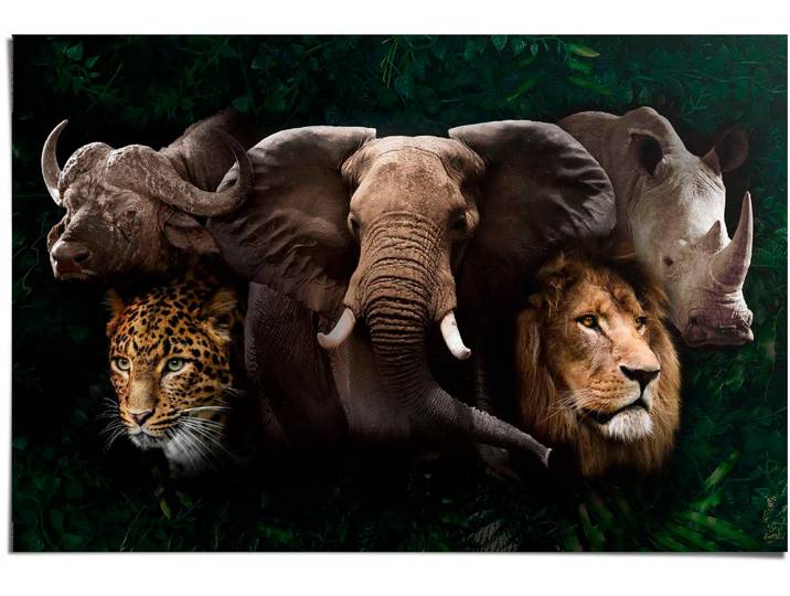 Poster REINDERS The big five , braun (farbe bild(er): braun), B:91,5cm H:61cm T:0,1cm, Papier, Bilder, Poster