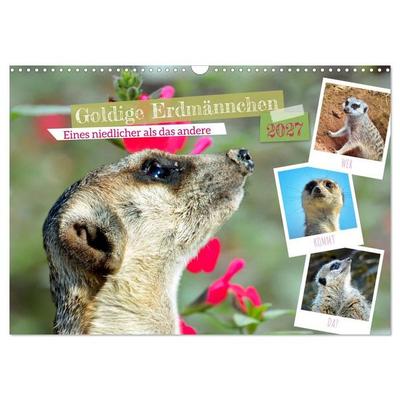 Goldige Erdmännchen (Wandkalender 2027 DIN A3 quer), CALVENDO Monatskalender