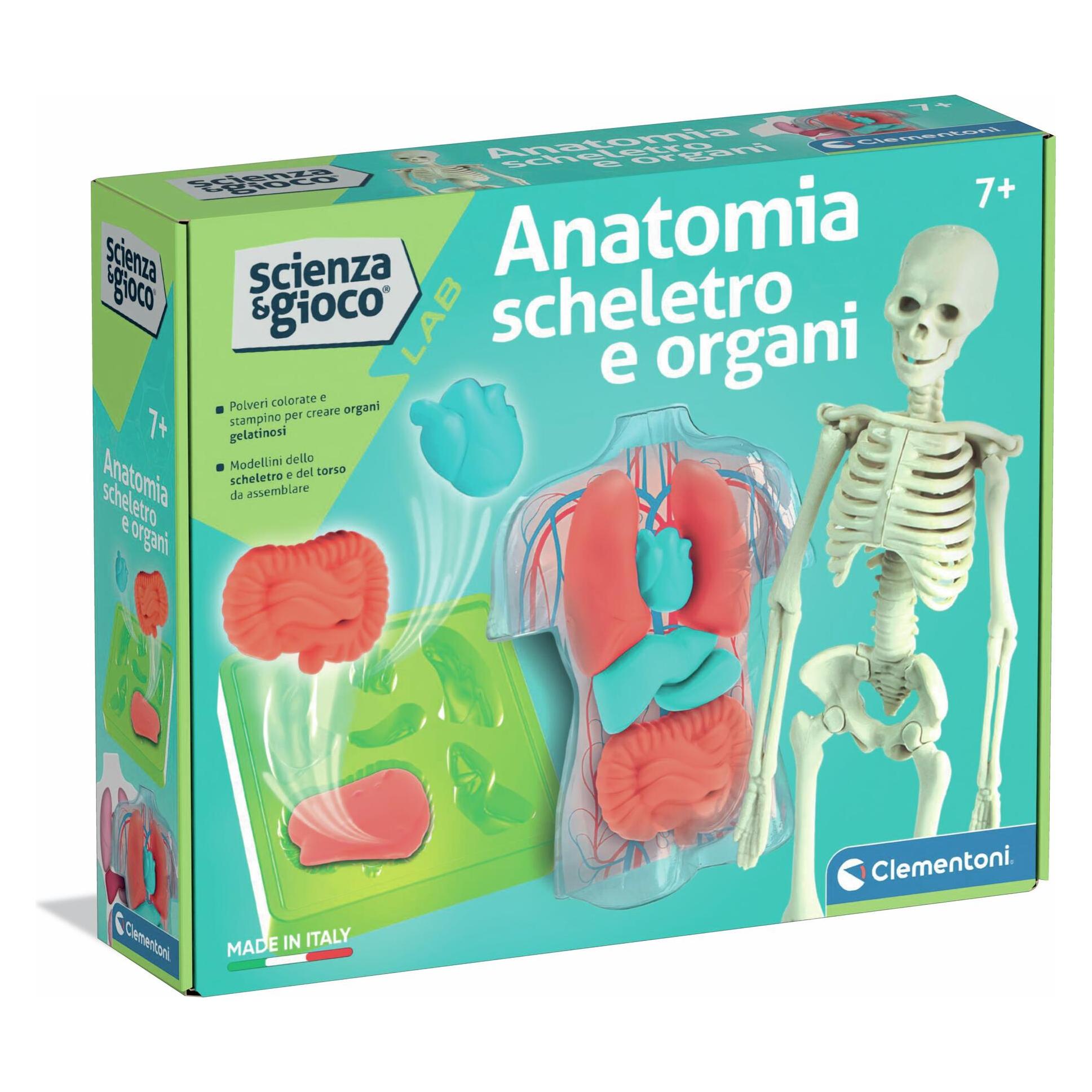 Clementoni Anatomia Scheletro e Organi (19414)