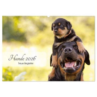 Hunde 2026 - Treue Begleiter (Wandkalender 2026 DIN A2 quer), CALVENDO Monatskalender