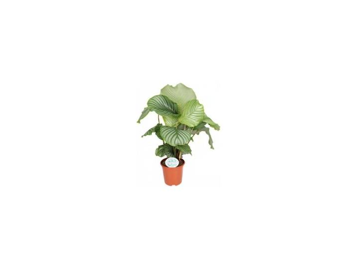 Calathea Orbifolia Ø21