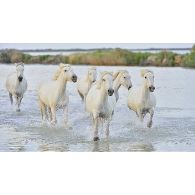 Fototapete PAPERMOON "Pferde im Wasser", bunt, B:2,5m L:1,86m, Vlies, Tapeten