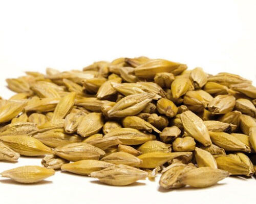 Castle Malting Malto in grani Wheat Blanc (1 kg)