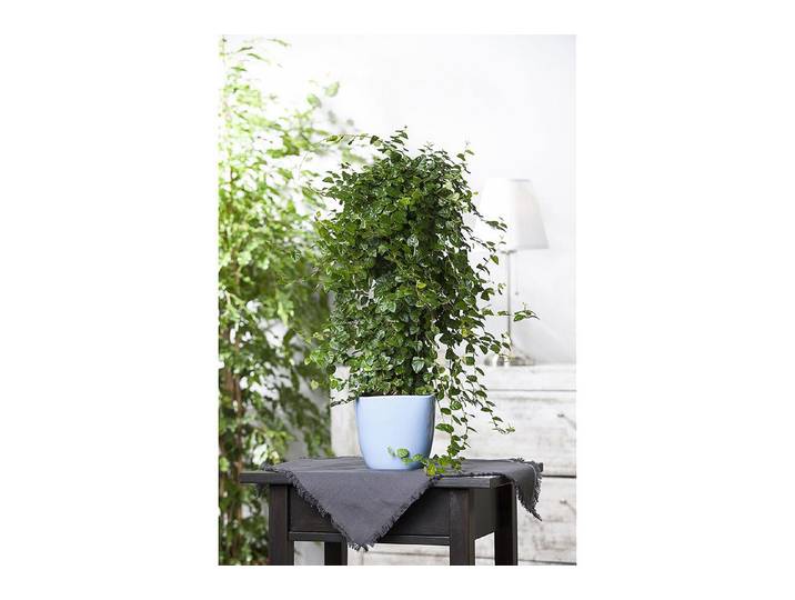 Home and More Kletter-Feige (Ficus pumila) ⌀ 10 cm