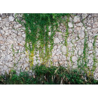 Fototapete LIVING WALLS "Natursteinmauer Vlies", bunt, B:3,5m L:2,55m, Vlies, Tapeten, Steinwand mit Pflanzen Fototapete Steine 3,50 m x 2,55 m Tapete