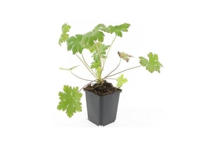 Bodendecker - Balkan-Storchschnabel - Geranium macrorrhizum 'Ingwersen's Variety' - 9cm Topf - Set mit 60 Pflanzen