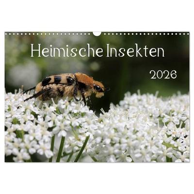 Heimische Insekten 2026 (Wandkalender 2026 DIN A3 quer), CALVENDO Monatskalender