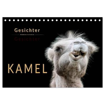 Kamel Gesichter (Tischkalender 2027 DIN A5 quer), CALVENDO Monatskalender
