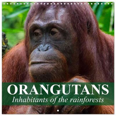 Orangutans Inhabitants of the rainforests (Wall Calendar 2027 12 × 12 Inch) CALVENDO 12 Month Wall Calendar
