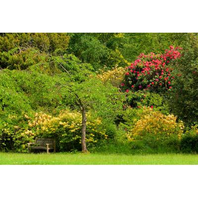 Fototapete PAPERMOON "WALD IN PARK-BAUM BLUMEN NATUR PFLANZE SONNE WIESE XXL", bunt, B:4,5m L:2,8m, Vlies, Tapeten