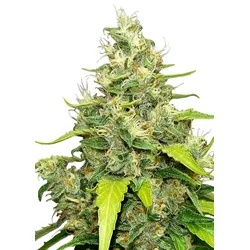 Royal Queen Seeds Blue Gelato 1 Samen - 1