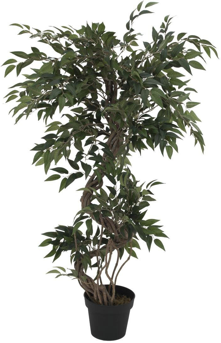 Europalms Ficus Multi Spiralstamm, 130cm