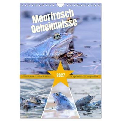 Moorfrosch Geheimnisse – Farben, Flirts & Froschkonzerte - Tanja Riedel (Wandkalender 2027 DIN A4 hoch), CALVENDO Monatskalender