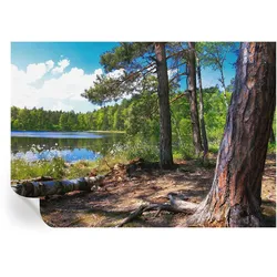 FOTOTAPETE 312x219 cm - Waldlandschaft