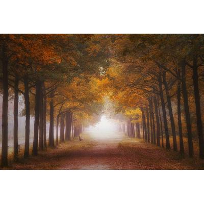 Fototapete PAPERMOON "Photo-Art SASKIA DINGEMANS, NEBELIGER HERBSTRAUM", bunt, B:4m L:2,6m, Vlies, Tapeten