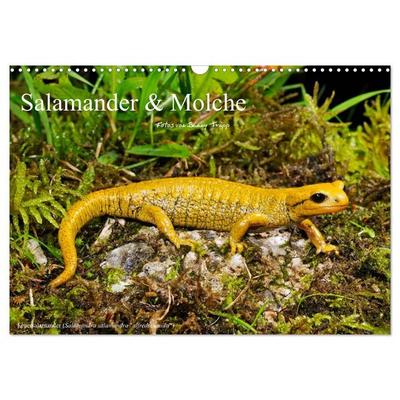 Salamander und Molche (Wandkalender 2026 DIN A3 quer), CALVENDO Monatskalender