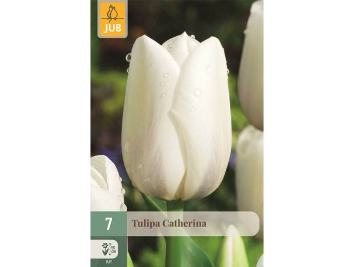 Tulp Catherina 7 bollen