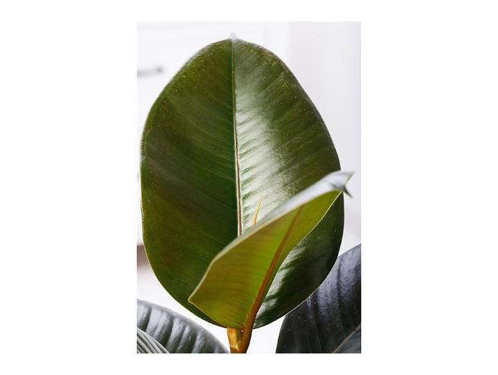 Qualité & Prix Gummibaum Ficus elastica ⌀ 21 cm