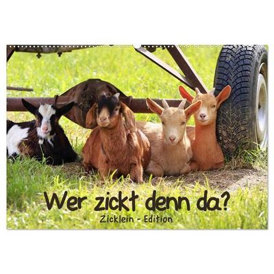 Wer zickt denn da? - Zicklein-Edition (Wandkalender 2027 DIN A2 quer), CALVENDO Monatskalender