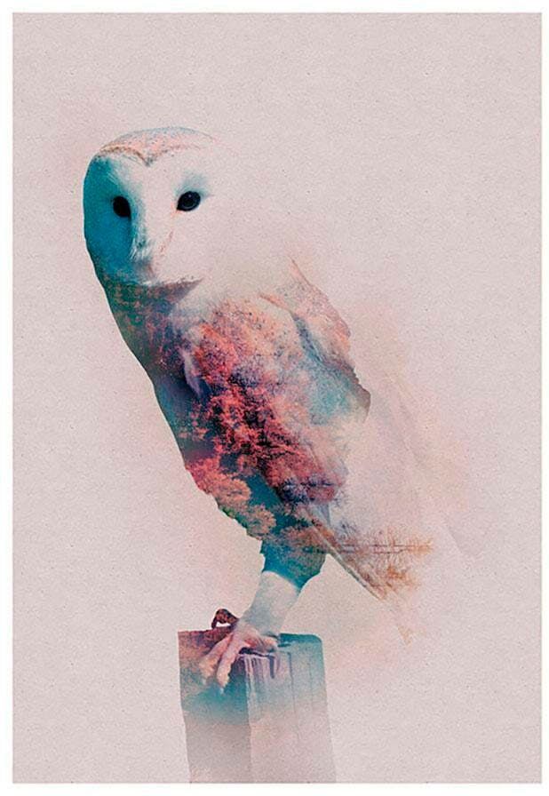 Bild KOMAR "Animals Forest Owl", bunt (farbe bild(er): bunt), B:40cm H:50cm, Holzwerkstoff, Papier, Bilder, Bild, Wandbild zur Dekoration - ohne Rahmen farbe bild(er): bunt B/H/T: 40cm x 50cm, Tiere, 1 Stk.