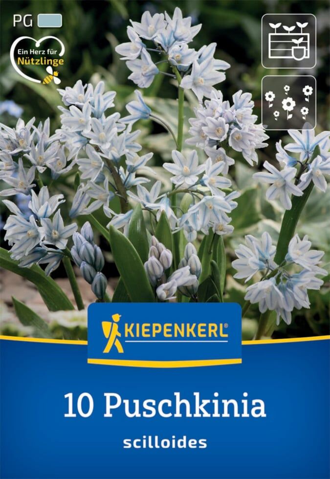 Kiepenkerl Herbstblumenzwiebel Puschkinie 10 Pflanzen