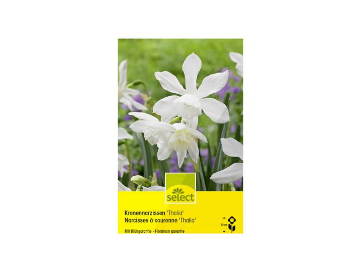 Select Blumenzwiebel Kronen-Narzissen Thalia ''