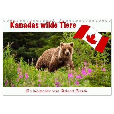 Kanadas Wilde Tiere (Wandkalender 2026 DIN A4 quer), CALVENDO Monatskalender