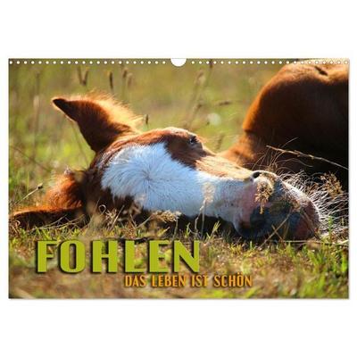 Fohlen - das Leben ist schön (Wandkalender 2026 DIN A3 quer), CALVENDO Monatskalender