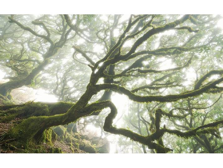 Komar Pure the forgotten forest bos fotobehang op vlies 400x250cm