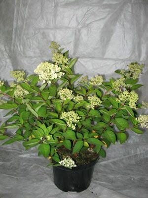 Pflanzen Hortensie 'Pinky Winky' 4 l Container