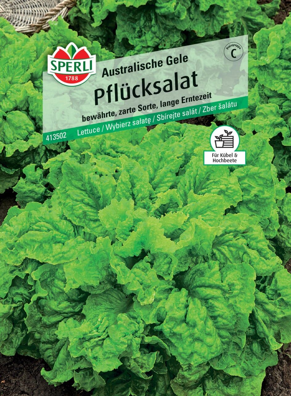 Sperli Pflücksalat Australische Gele
