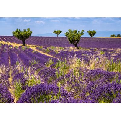 Fototapete PAPERMOON "Blumenwiese", bunt, B:2,5m L:1,86m, Vlies, Tapeten