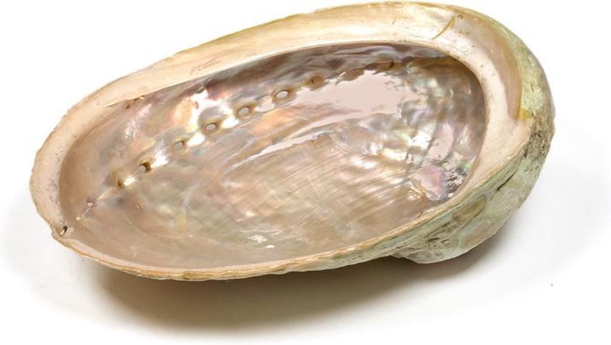 Abalone smudge schelp Haliotis diversicolor met parelmoer maat S