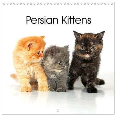 Persian Kittens (Wall Calendar 2026 12 × 12 Inch) CALVENDO 12 Month Wall Calendar