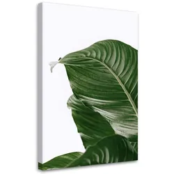 WANDBILD grünes blatt natur botanisch