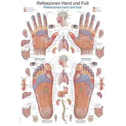 Lehrtafel Reflexzonen Hand und Fuß 70x100cm