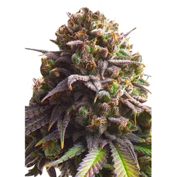 Royal Queen Seeds Biscotti 1 Samen - 1