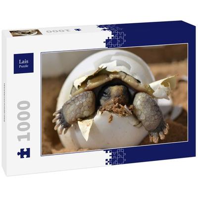 Lais Puzzle Wüstenschildkröte 1000 Teile
