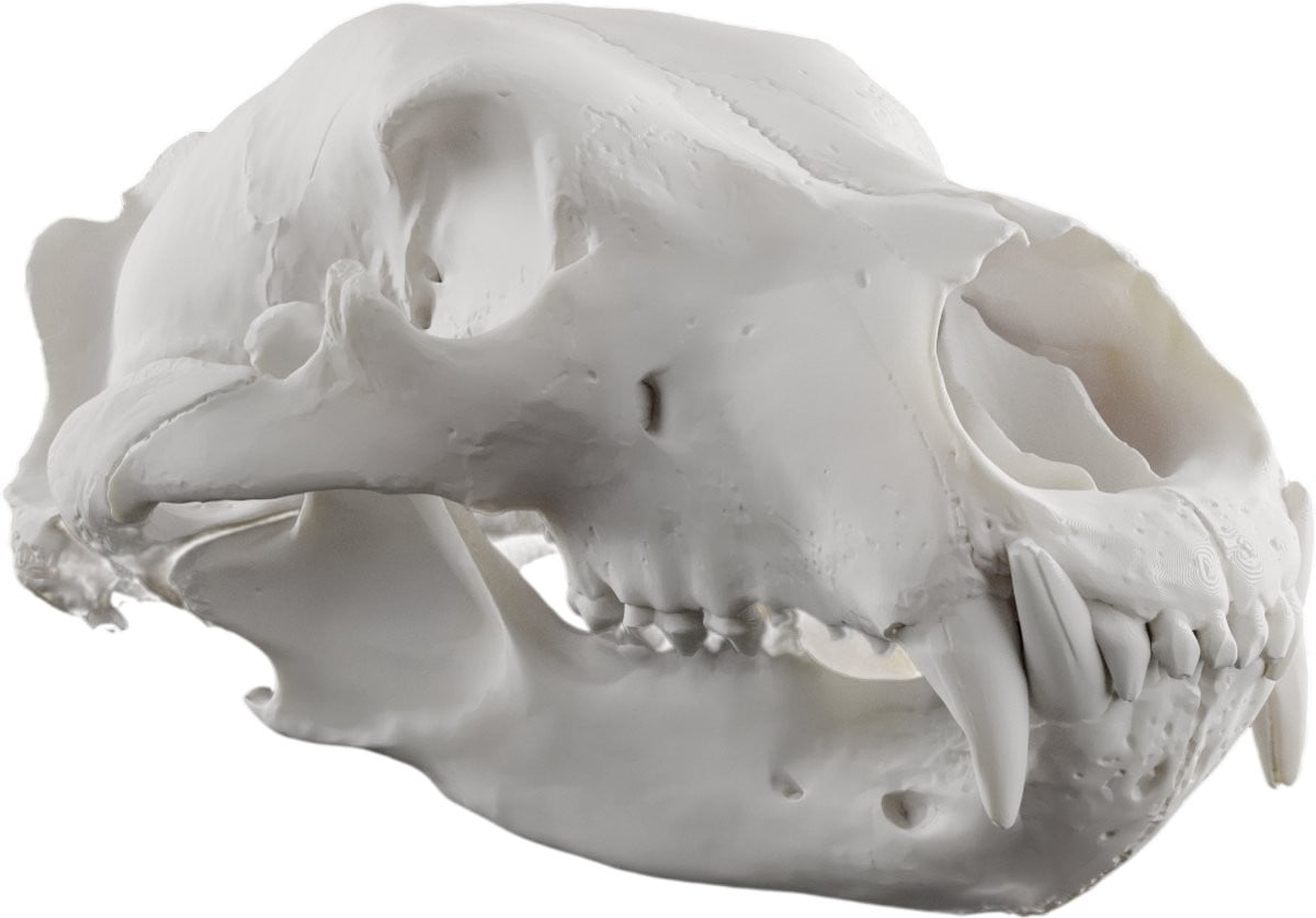 Beren schedel decoratie wit - Anatomisch model voor Halloween
