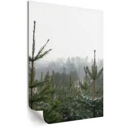 POSTER - 29x42 cm - digitalPhoto - Grüne Nadelbäume