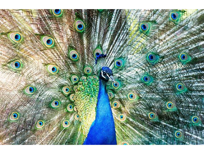 Papermoon Pfau
