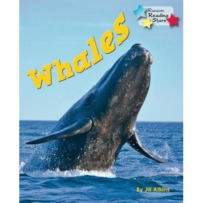 Whales, Taschenbuch von Atkins Jill, Ransom Publishing Ltd, 978-1-78127-842-0