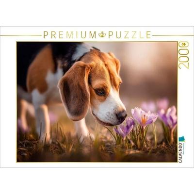 CALVENDO Puzzle Beagle trifft auf die ersten Frühlingsboten | 2000 Teile Lege-Größe 90 × 67 cm Foto-Puzzle für glückliche Stunden, von , Calvendo